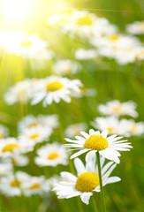 Obraz na płótnie Canvas White and yellow daisies