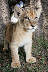 Lion cub
