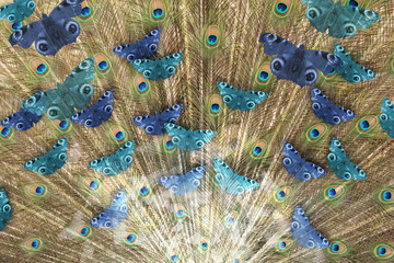 butterfly peacock rays