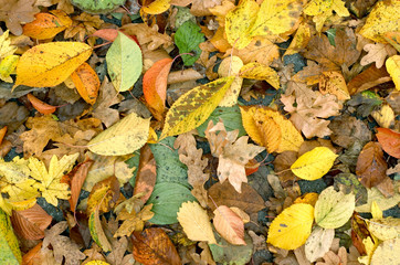 Autumn leaves background