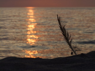 piórko na plaży © GKor