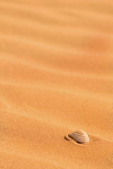 Fototapeta na wymiar Seashell on beach sand