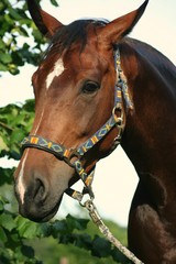 Fototapeta premium Recina 15