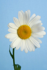 chamomile on blue background