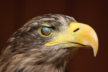 Eyewink, Sea eagle (Haliaeetus albicilla)