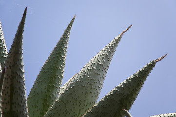 madeira