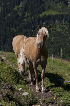 Haflinger