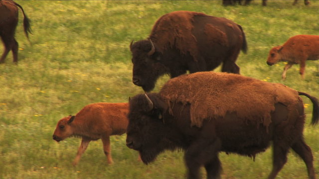 1113 Bison Grazing on Spring Grass Ranchland with Nursing Calves