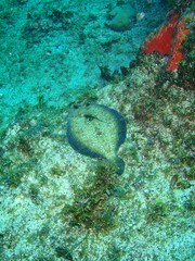 Poisson - Sole tropicale (Bothus lunatus)