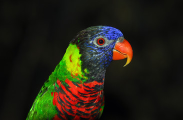 Rainbow Lorikeet