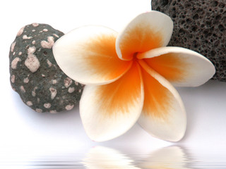 fleurs de frangipanier sur galets