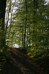 Obraz premium Sunlight of spring in the forest