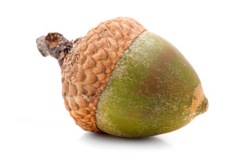 acorn isolated on white
