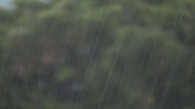 Lluvia y arboles