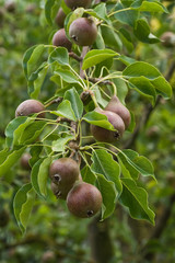 Pears growing on a tree in summer
