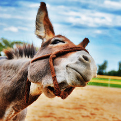 Donkey