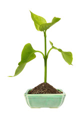 green sprout in the ceramic flower pot. (isolated)