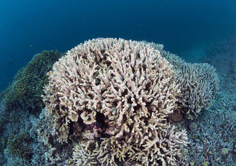 Fototapeta na wymiar Rafa koralowa z korali twardych (Acropora sp.).