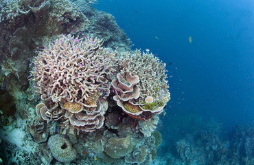 Korallenriff mit Steinkorallen (Acropora sp.)
