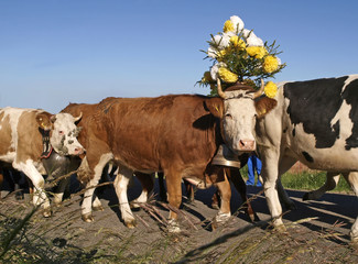 Mont&eacute;e &agrave; l'alpage dans le Jura.