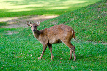 junges Reh im Wald auf einer Lichtung