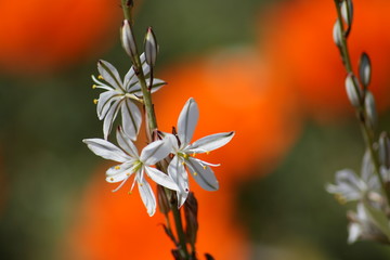 White flower on orange background