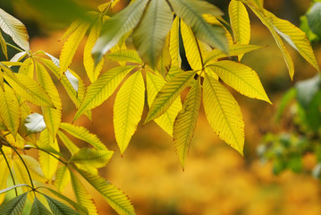 Autumn leaves background