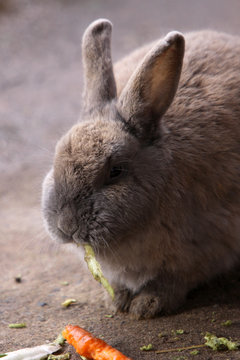 Kaninchen