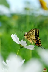 コスモス畑のアゲハチョウ