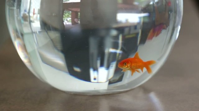 poisson rouge solitaire