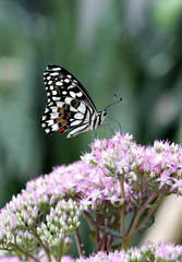 Farfalla Papilio Demodocus su un fiore