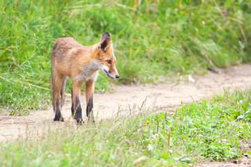 Young fox