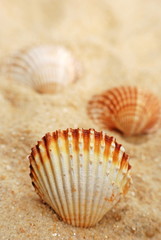 Shells