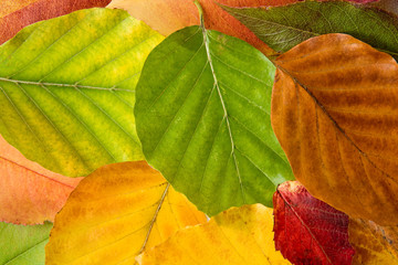 background of autumn leaves