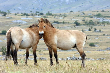 Fototapeta premium cheval de przewalski-Equus przewalskii