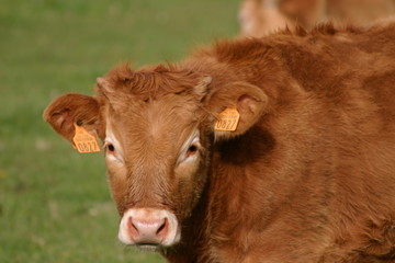 vache