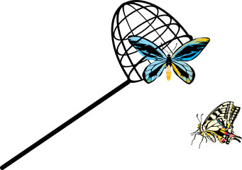 two butterflies and net