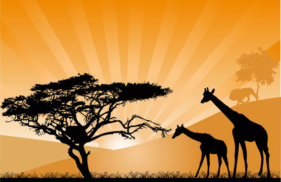orange sunset with giraffes