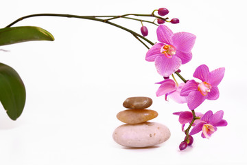 Obraz na płótnie Canvas wellness,orchidee