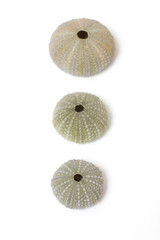 Fossilized sea urchins