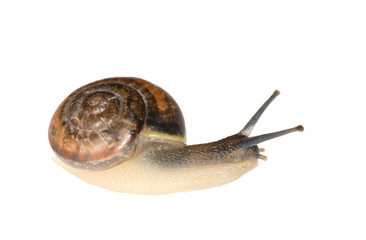 isolated brown snail