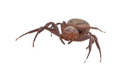isolated dark spider