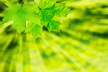 green leaf