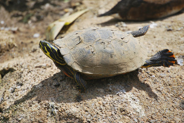 Turtle taking a sunbath