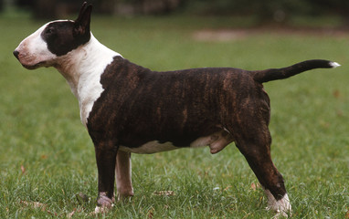 bull terrier debout de profil dans l'herbe - fier droit standard