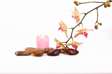 wellness,orchidee