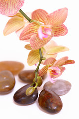 massage,orchidee