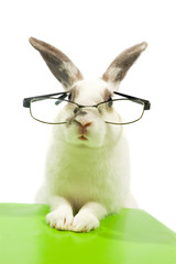 white rabbit wearing glasses