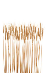 Wheat