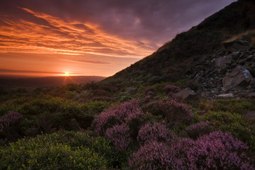 Beautiful Landscape at sunset with colorful heather